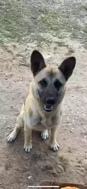 Lost dog in Cleburne, TX, 76031