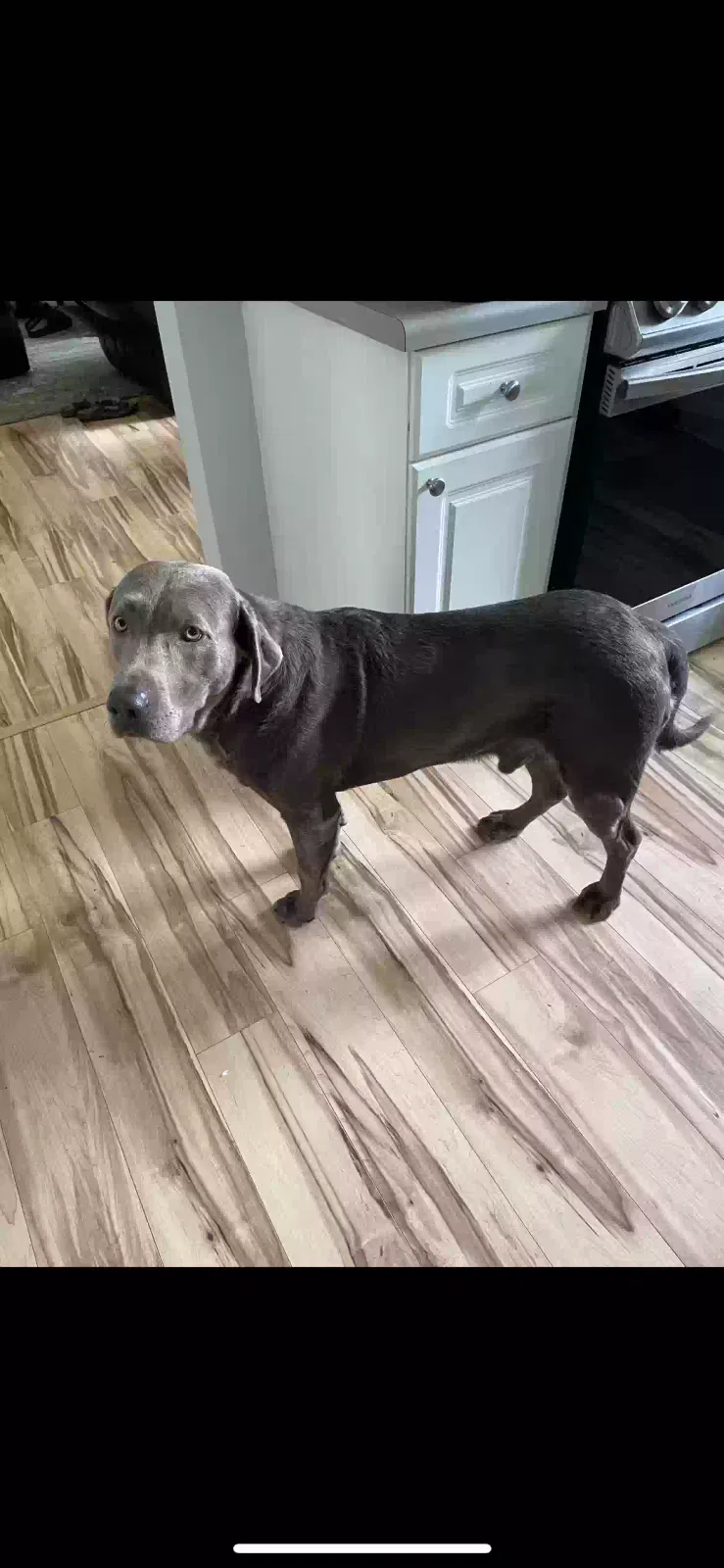 Lost dog in Davidson, NC, 28036