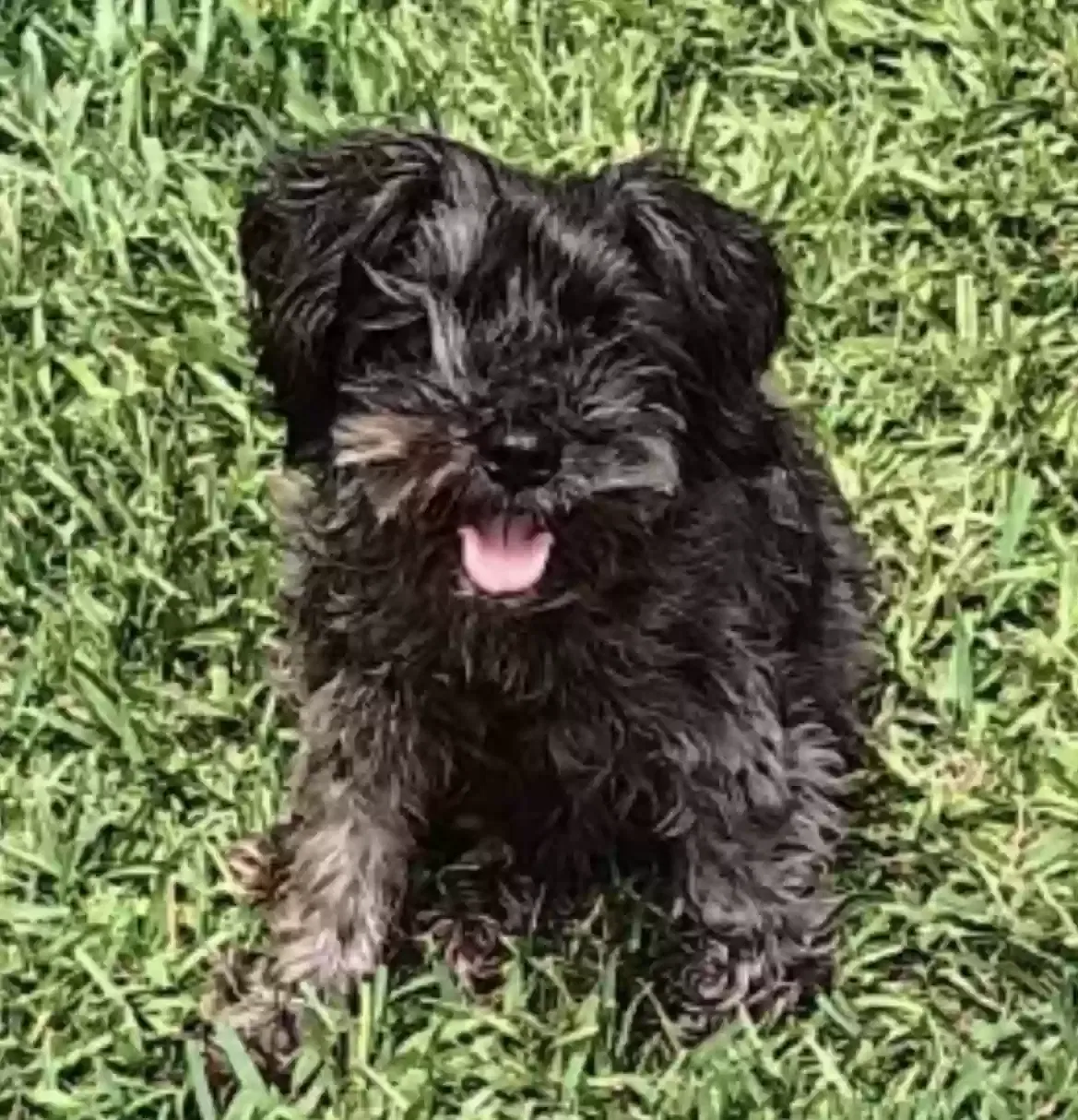 Lost dog in Corpus Christi, TX, 78411