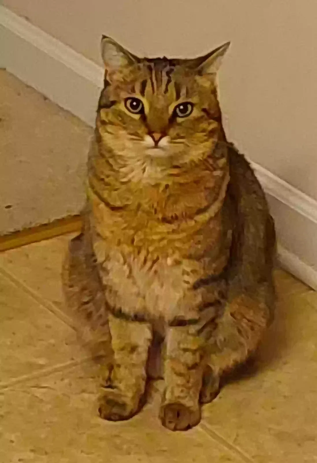 Lost cat in Spring Hill, TN, 37174