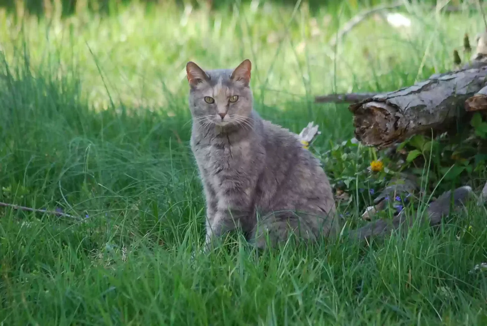 Lost cat in Bowie, MD, 20716