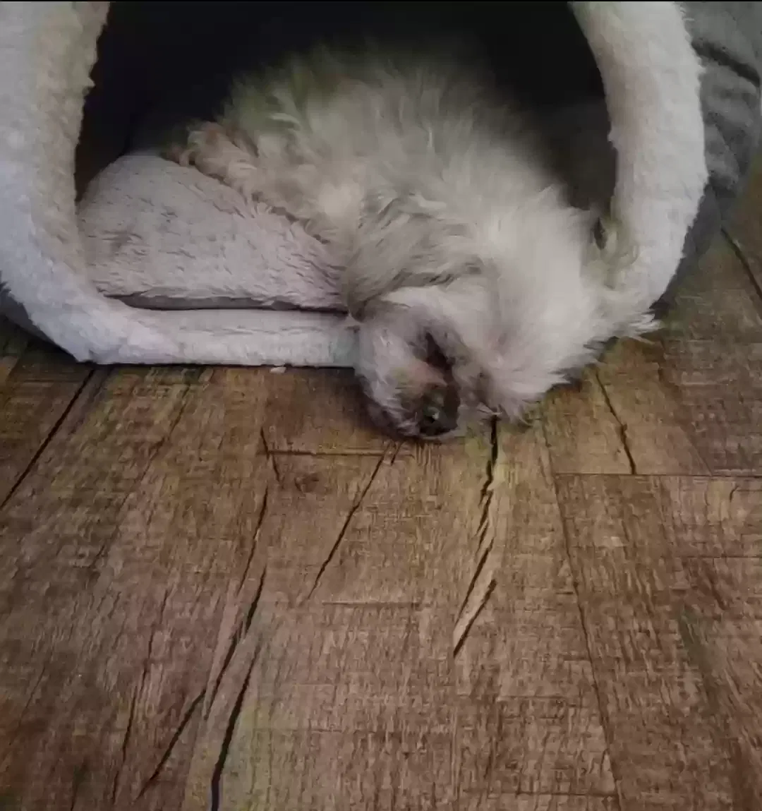 Lost dog in Dallas, TX, 75214