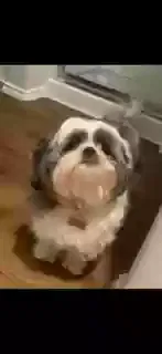Lost dog in Leander, TX, 78641