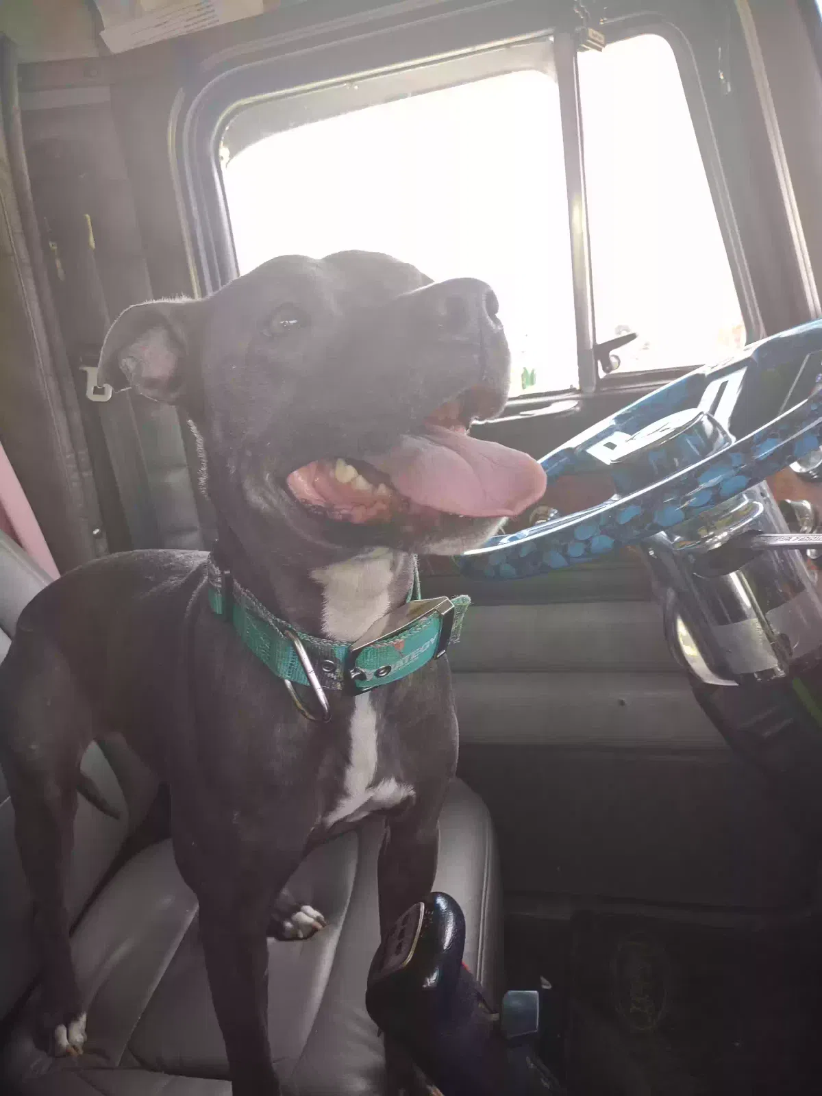 Lost dog in Rockdale, TX, 76567
