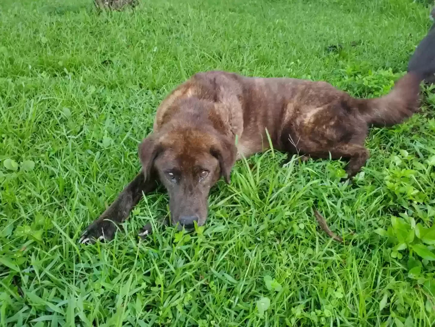 Lost dog in Dade City, FL, 33523