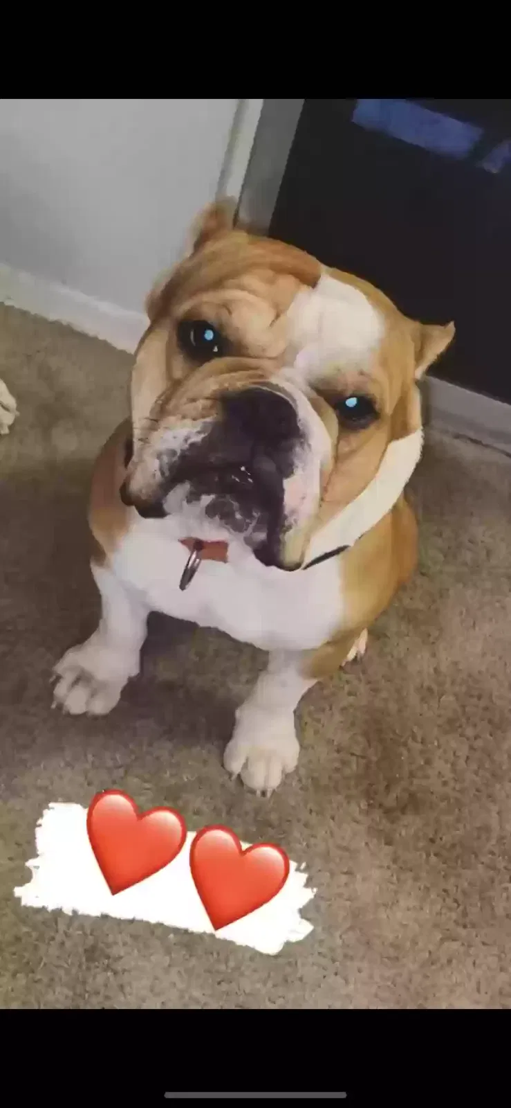 Lost dog in Fort Worth, TX, 76112