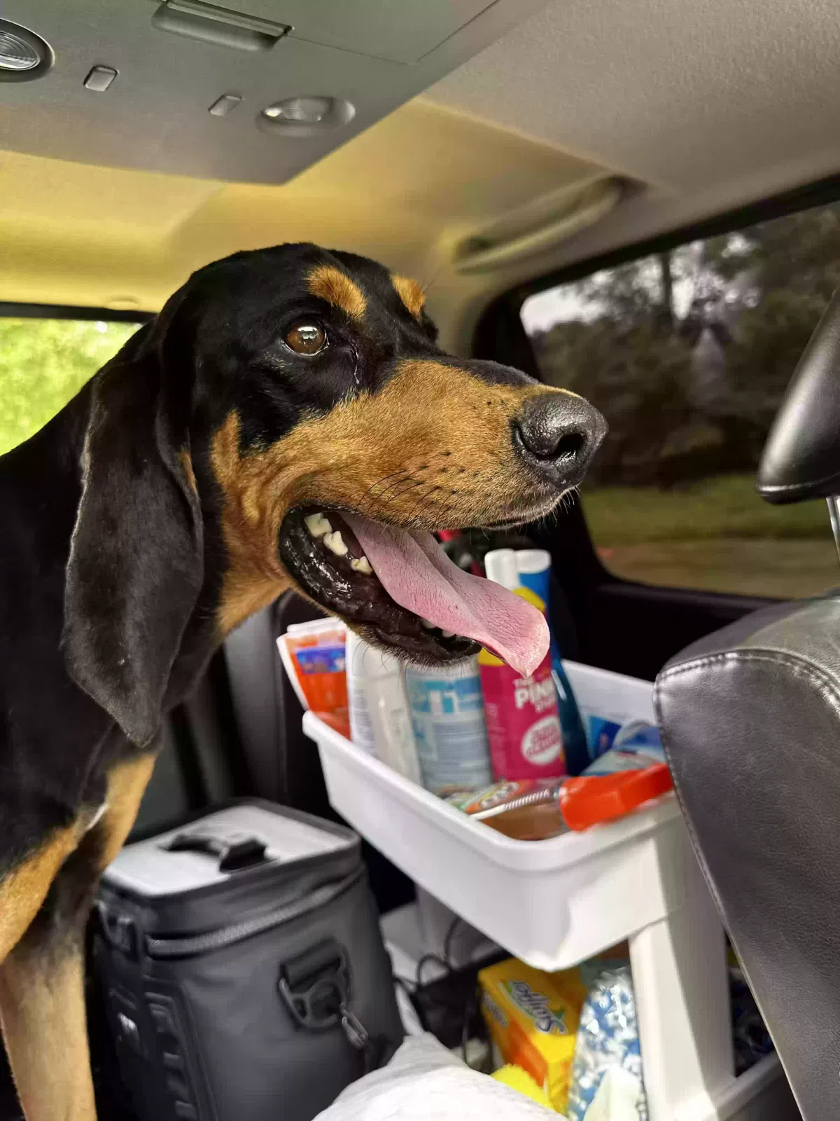 Found dog in Cleveland, TN, 37323