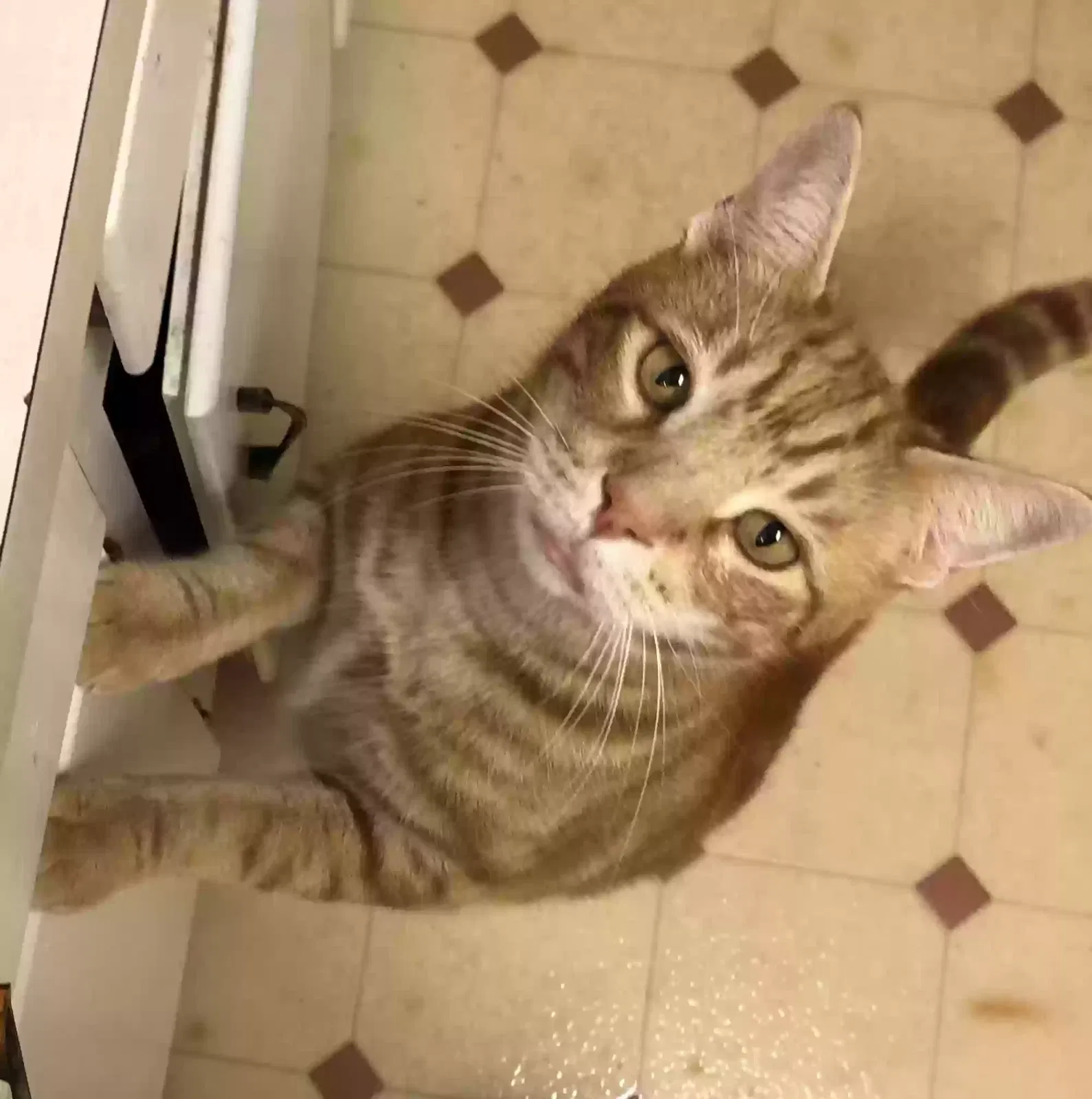 Lost cat in Tallahassee, FL, 32312