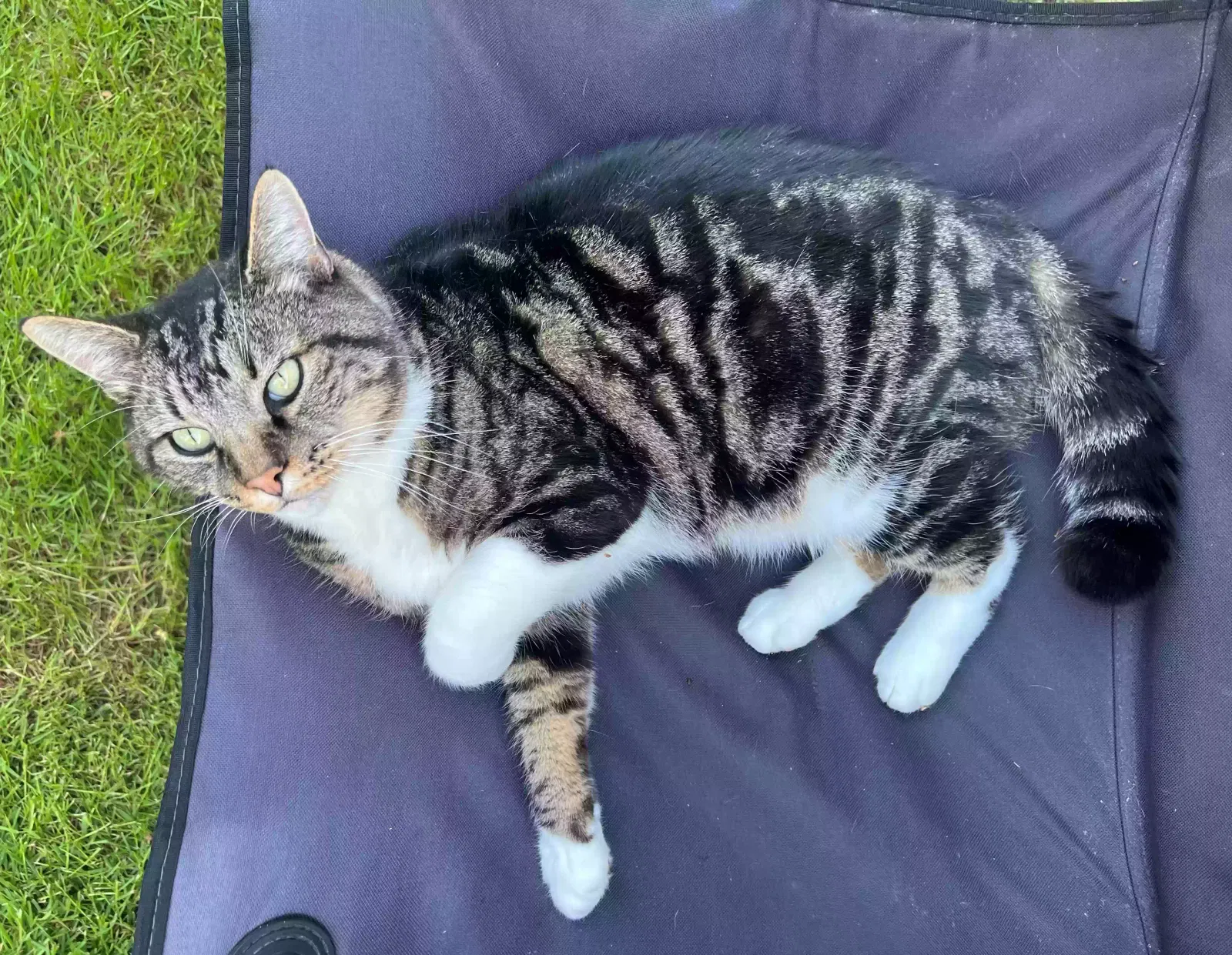 Lost cat in Seattle, WA, 98198