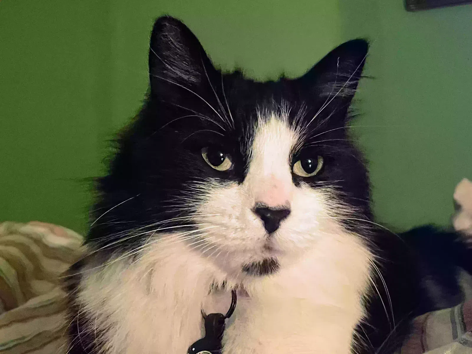 Lost cat in Brooklyn, NY, 11231