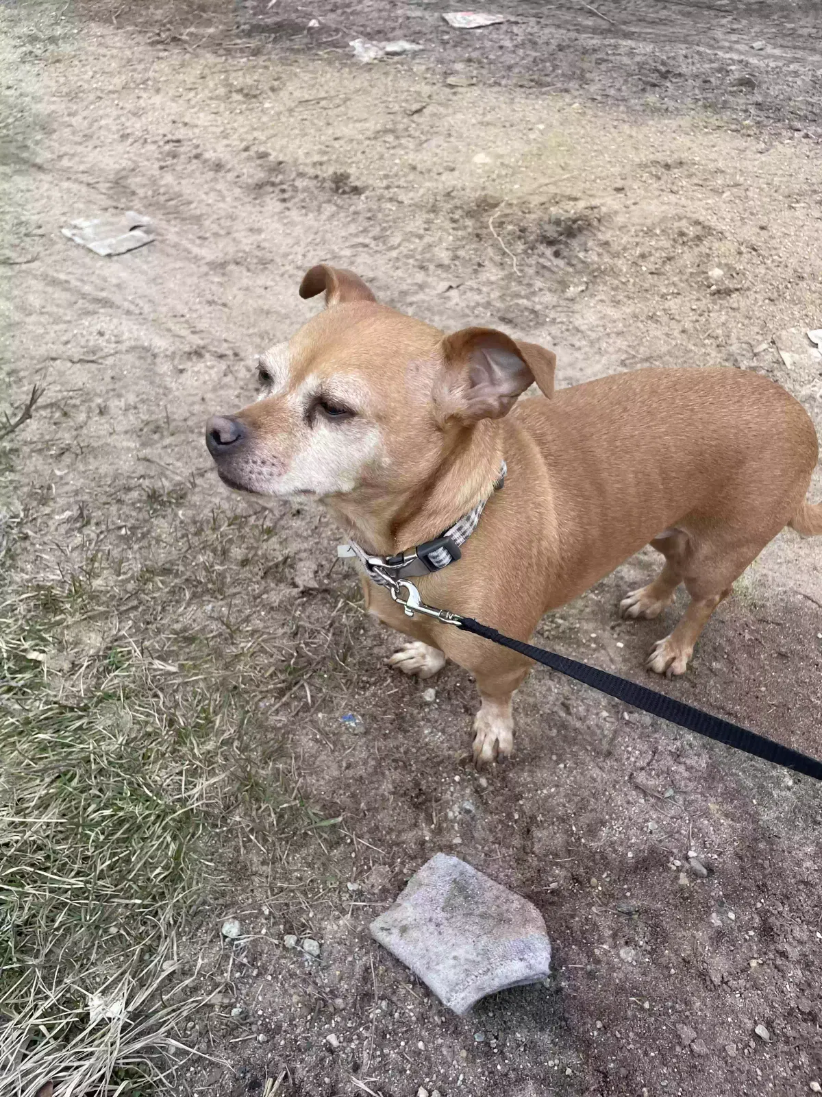 Lost dog in Newaygo, MI, 49337