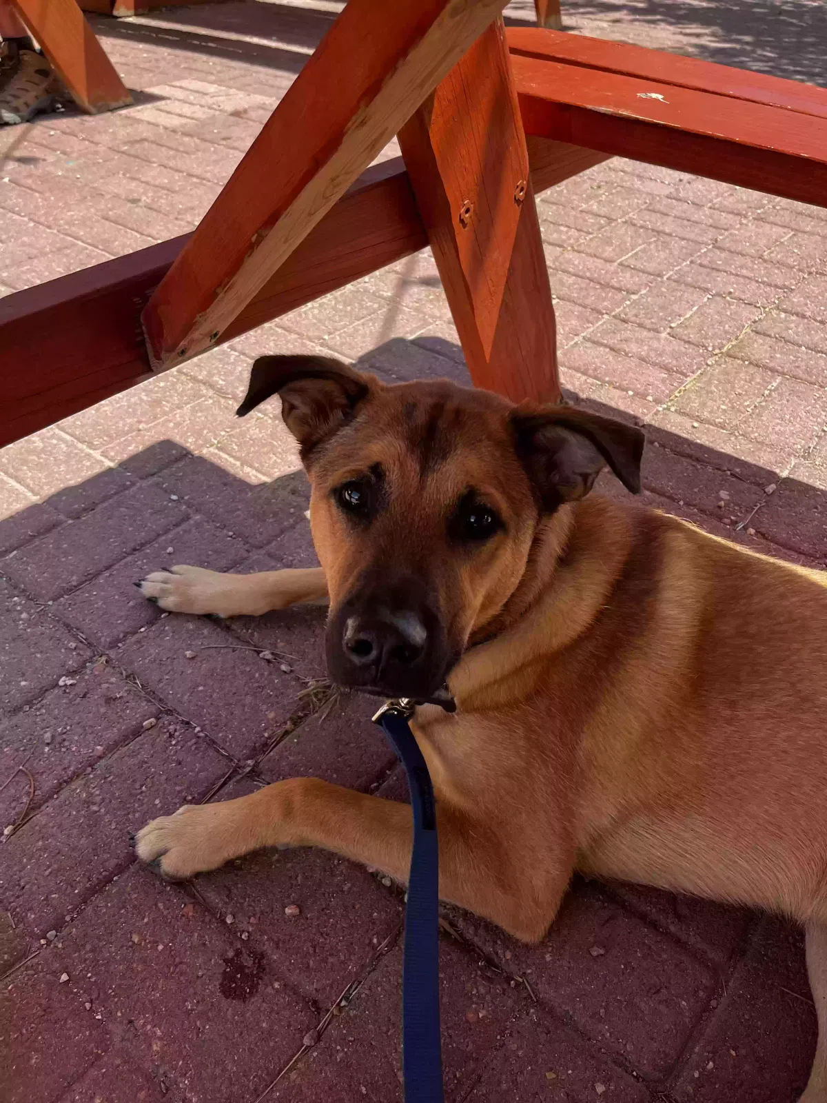 Lost dog in Monument, CO, 80132