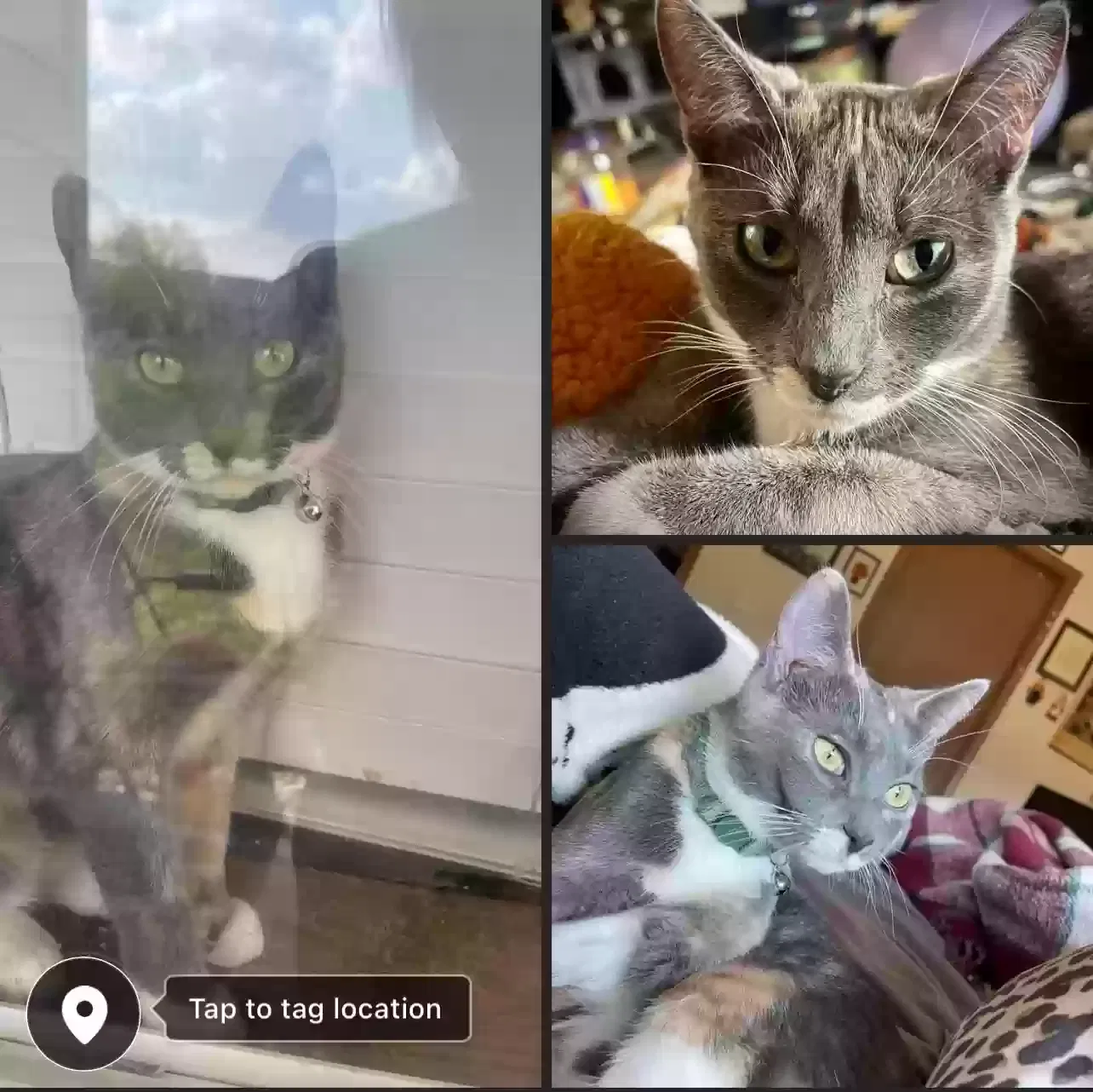 Lost cat in Sioux Falls, SD, 57108