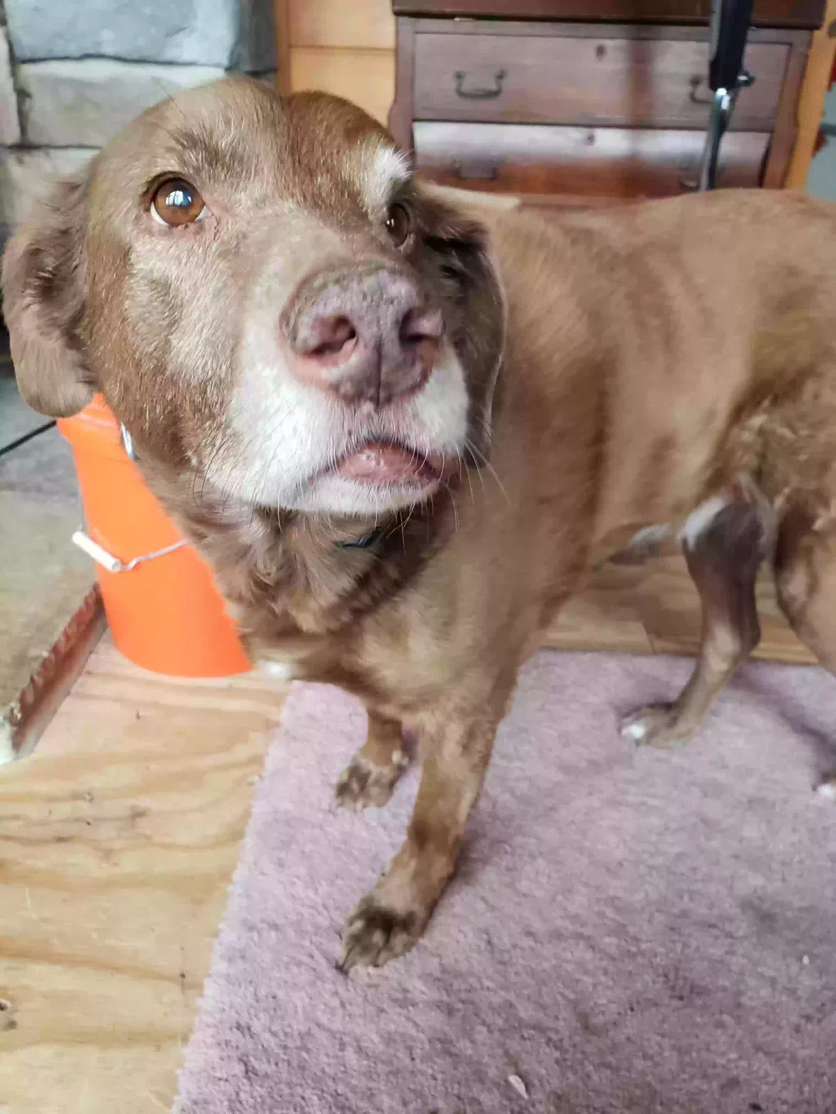 Lost dog in Schuylkill Haven, PA, 17972