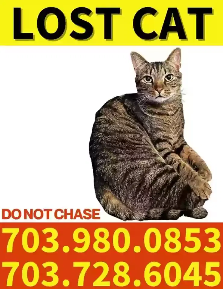 Lost cat in Ashburn, VA, 20147