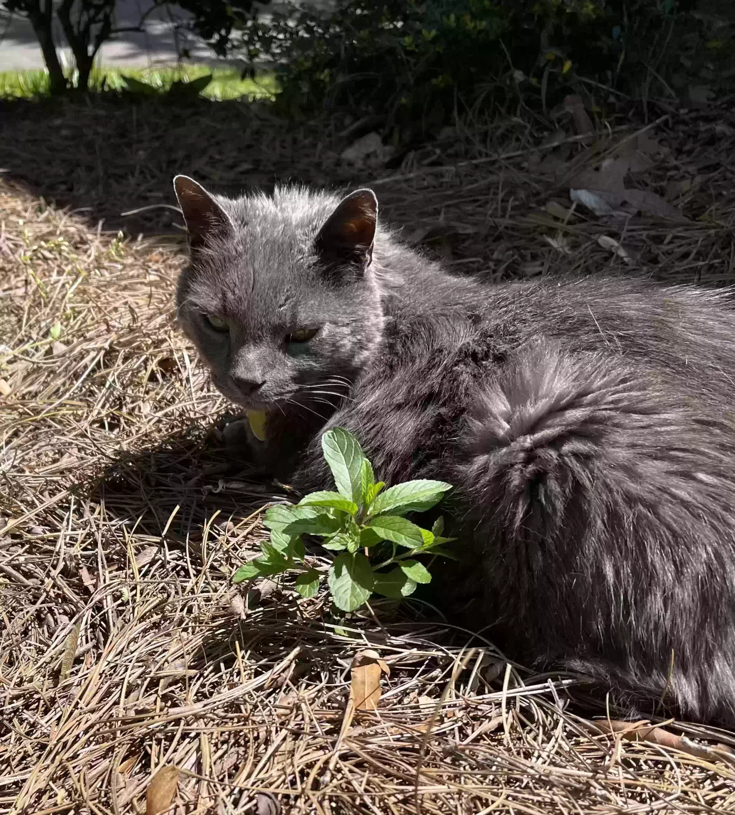 Lost cat in Lewisville, NC, 27023