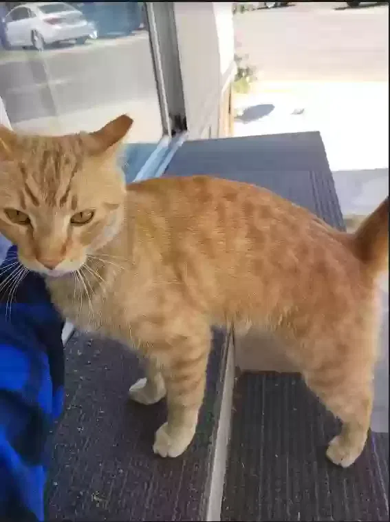 Lost cat in Mesa, AZ, 85201