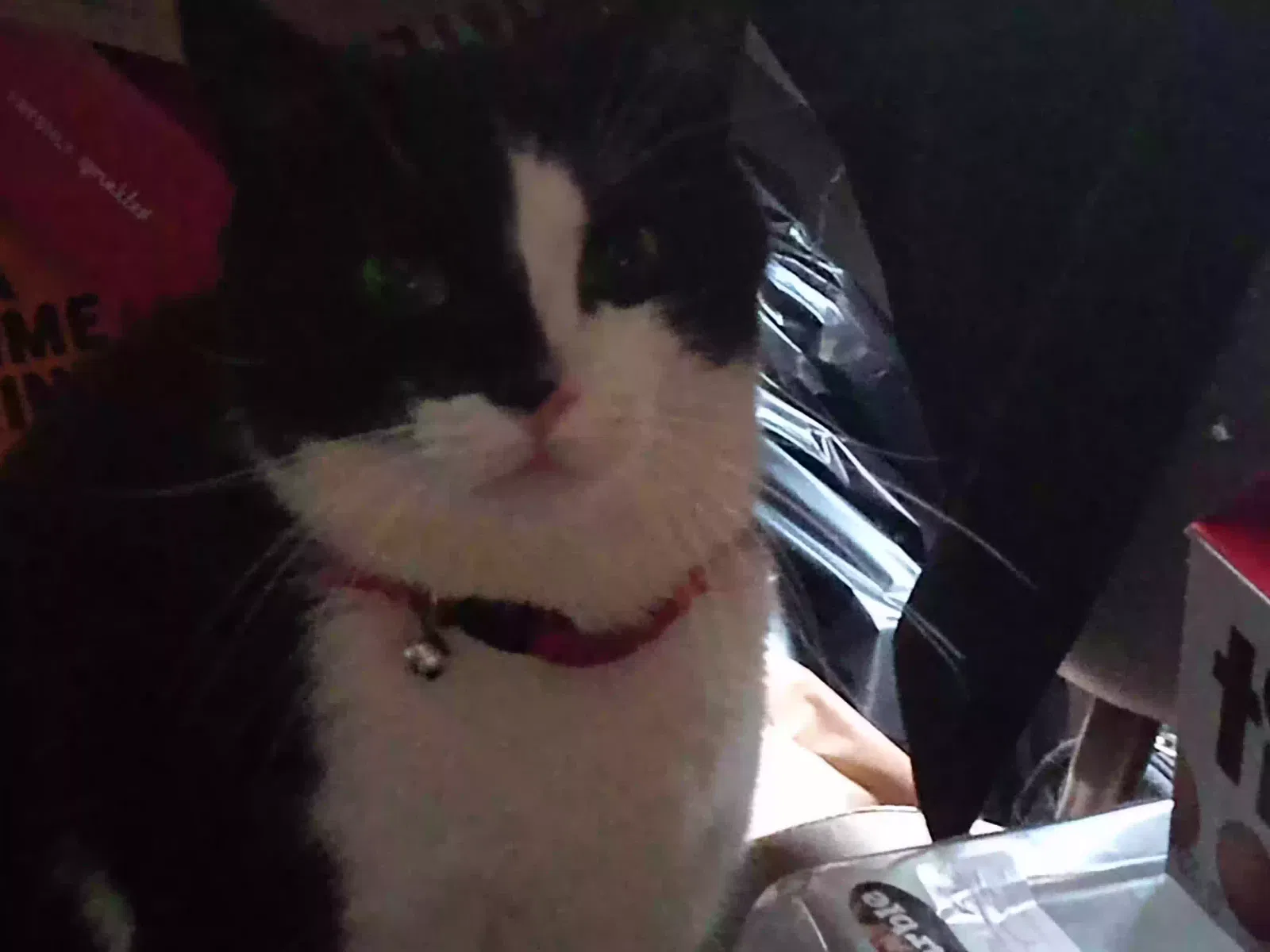Lost cat in Jamestown, NY, 14701