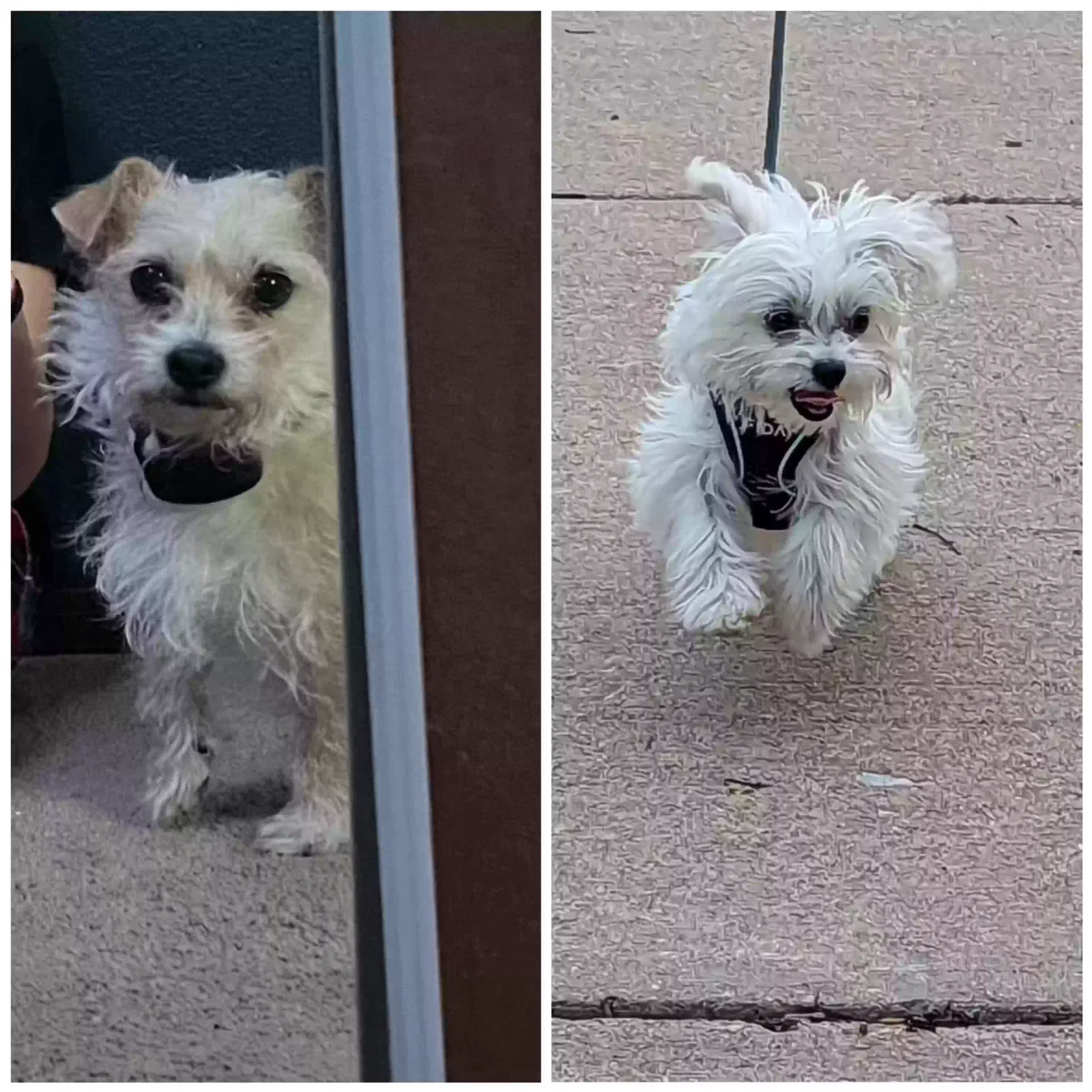Lost dog in Aurora, CO, 80010