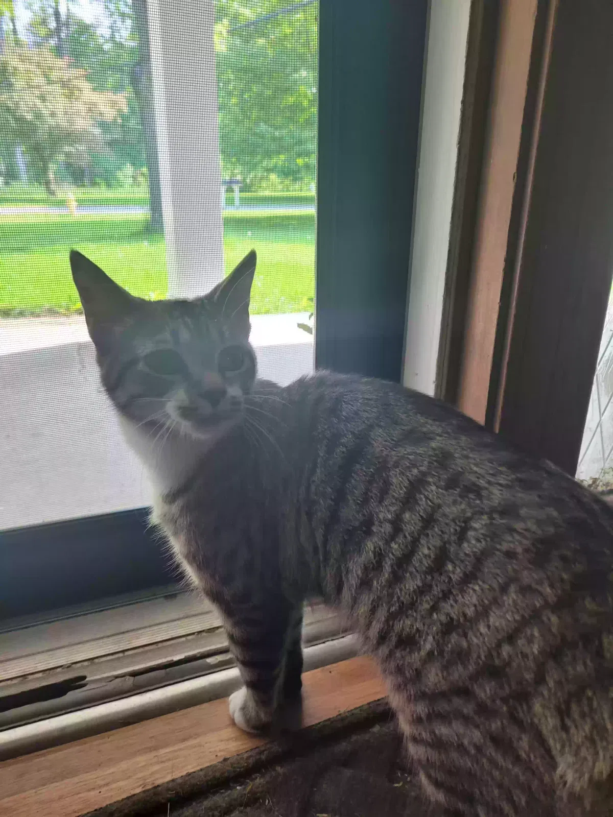 Lost cat in Fort Wayne, IN, 46835