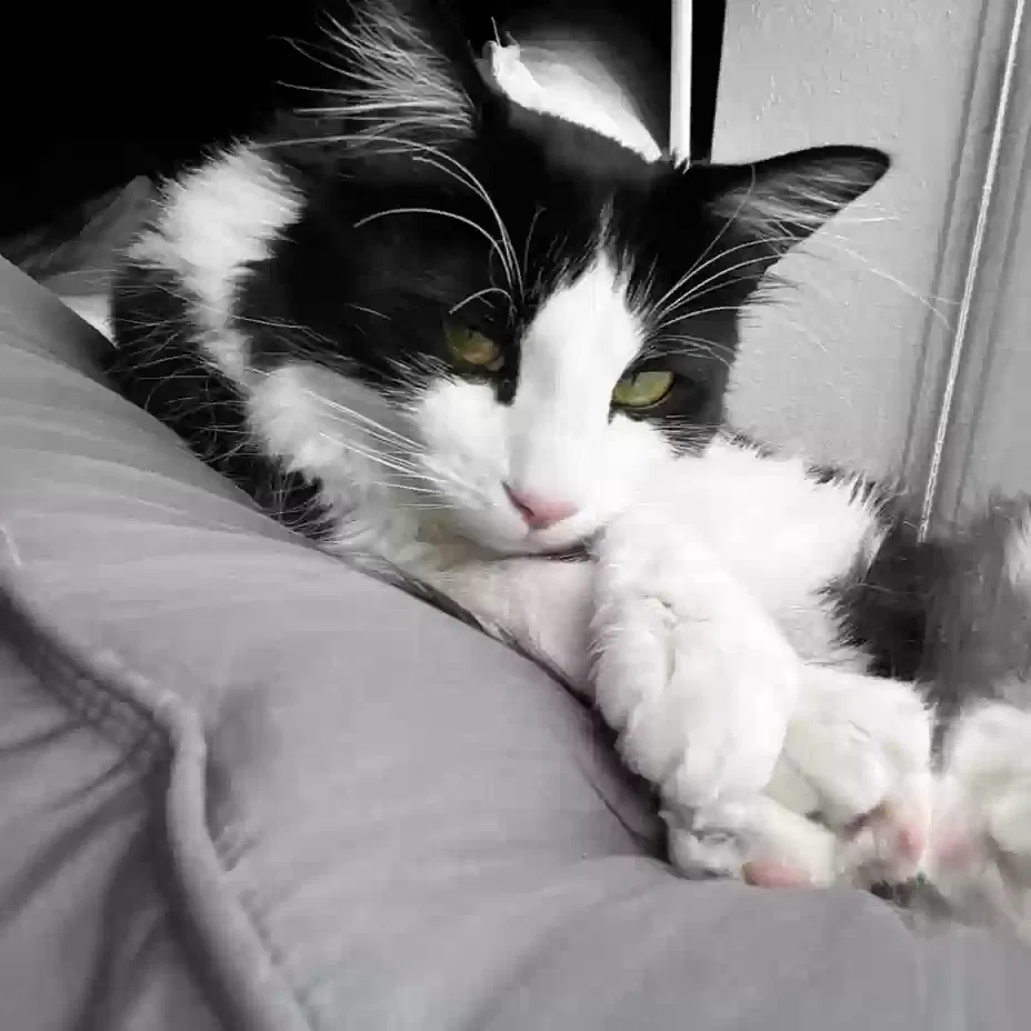 Lost cat in Albuquerque, NM, 87107