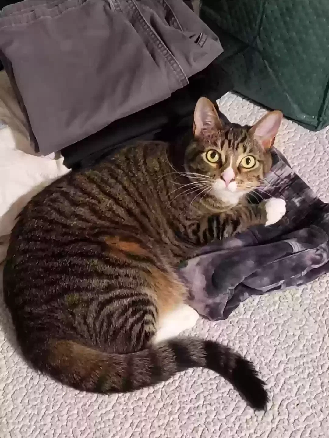 Lost cat in Denver, CO, 80224