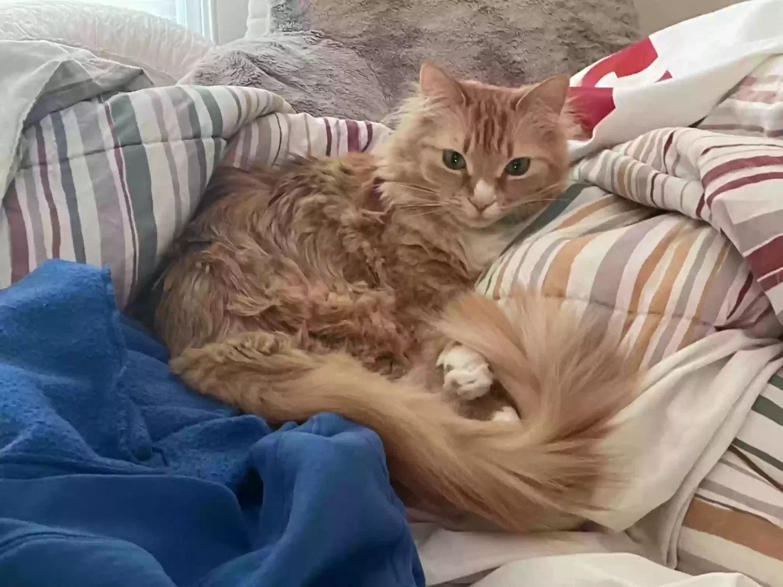 Lost cat in Essex, CT, 6426
