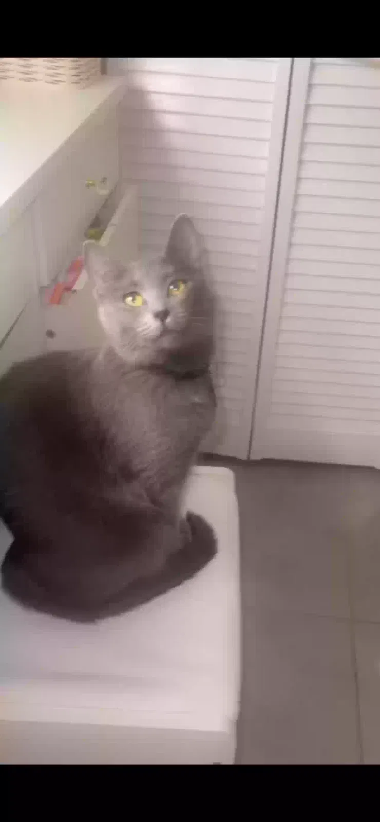 Lost cat in Metairie, LA, 70003