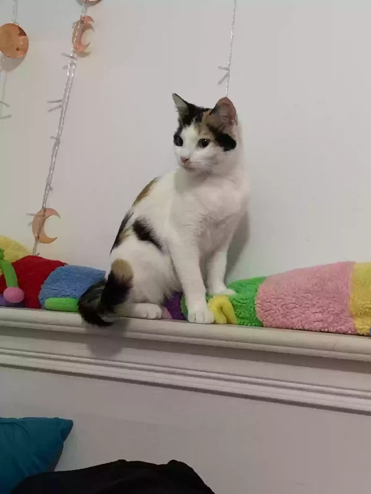 Lost cat in Hot Springs National Park, AR, 71913