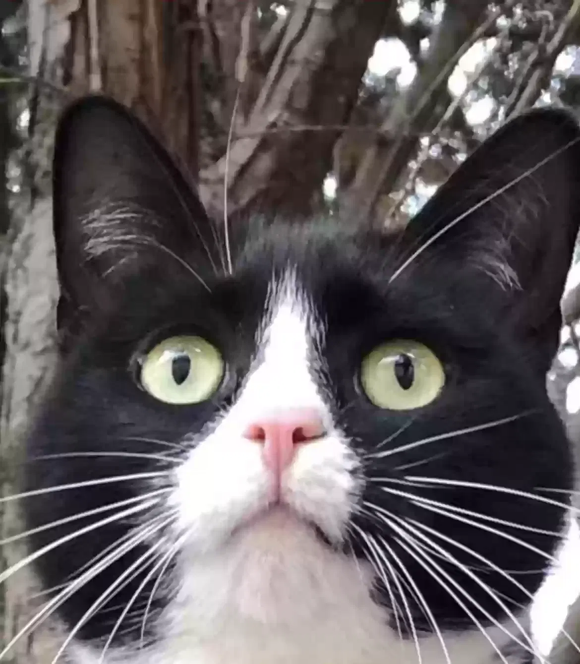 Lost cat in Gainesville, GA, 30506