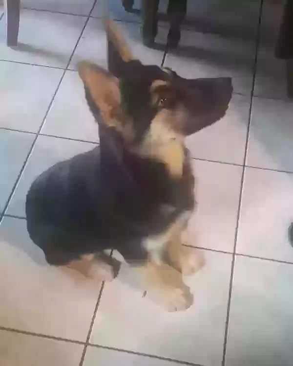 Lost dog in Los Angeles, CA, 90022