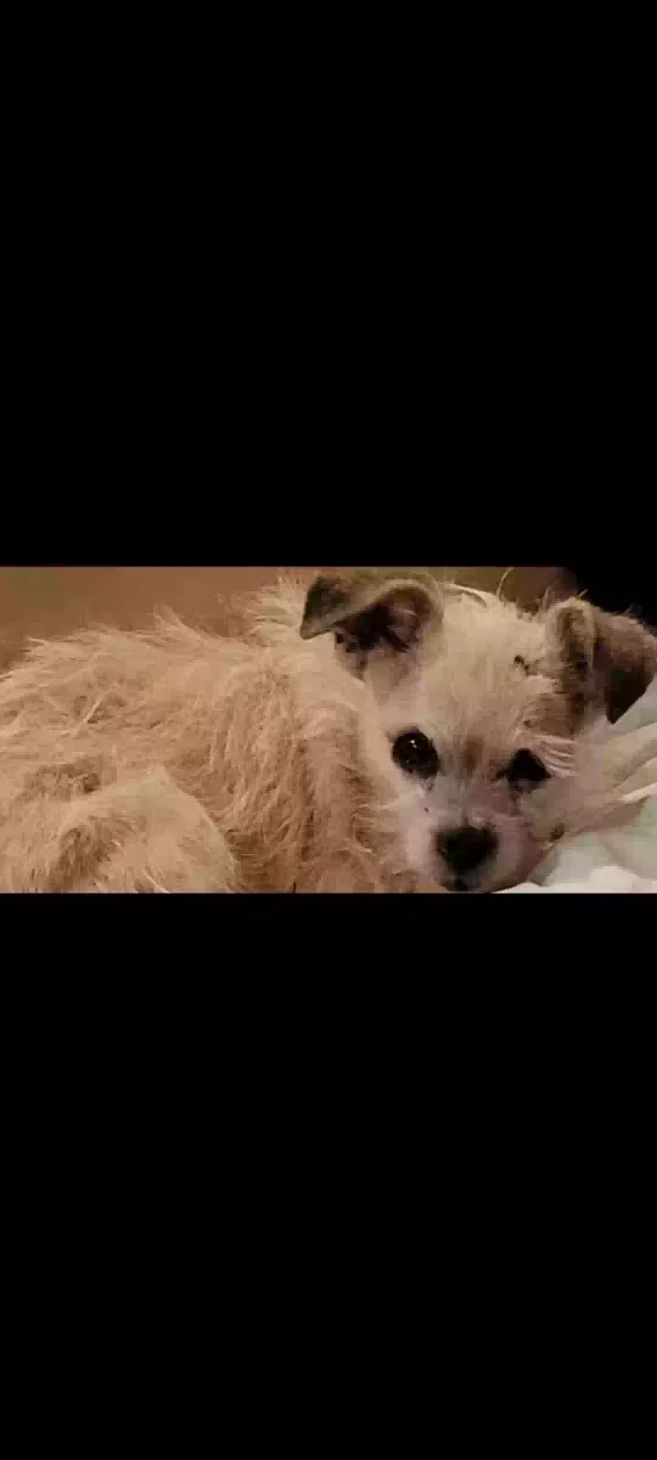 Lost dog in Modesto, CA, 95358