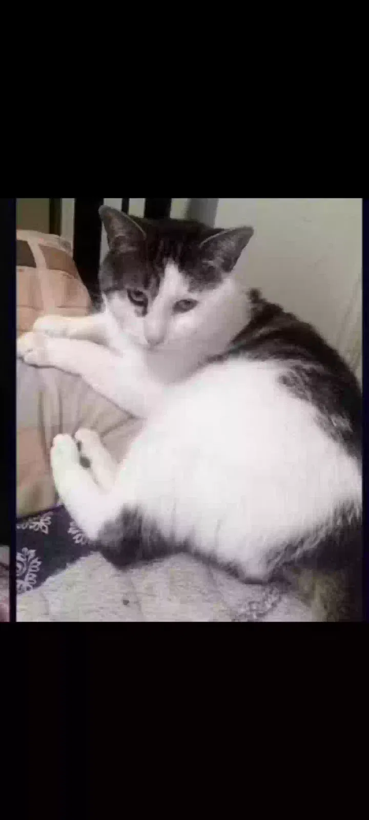 Lost cat in Bronx, NY, 10469