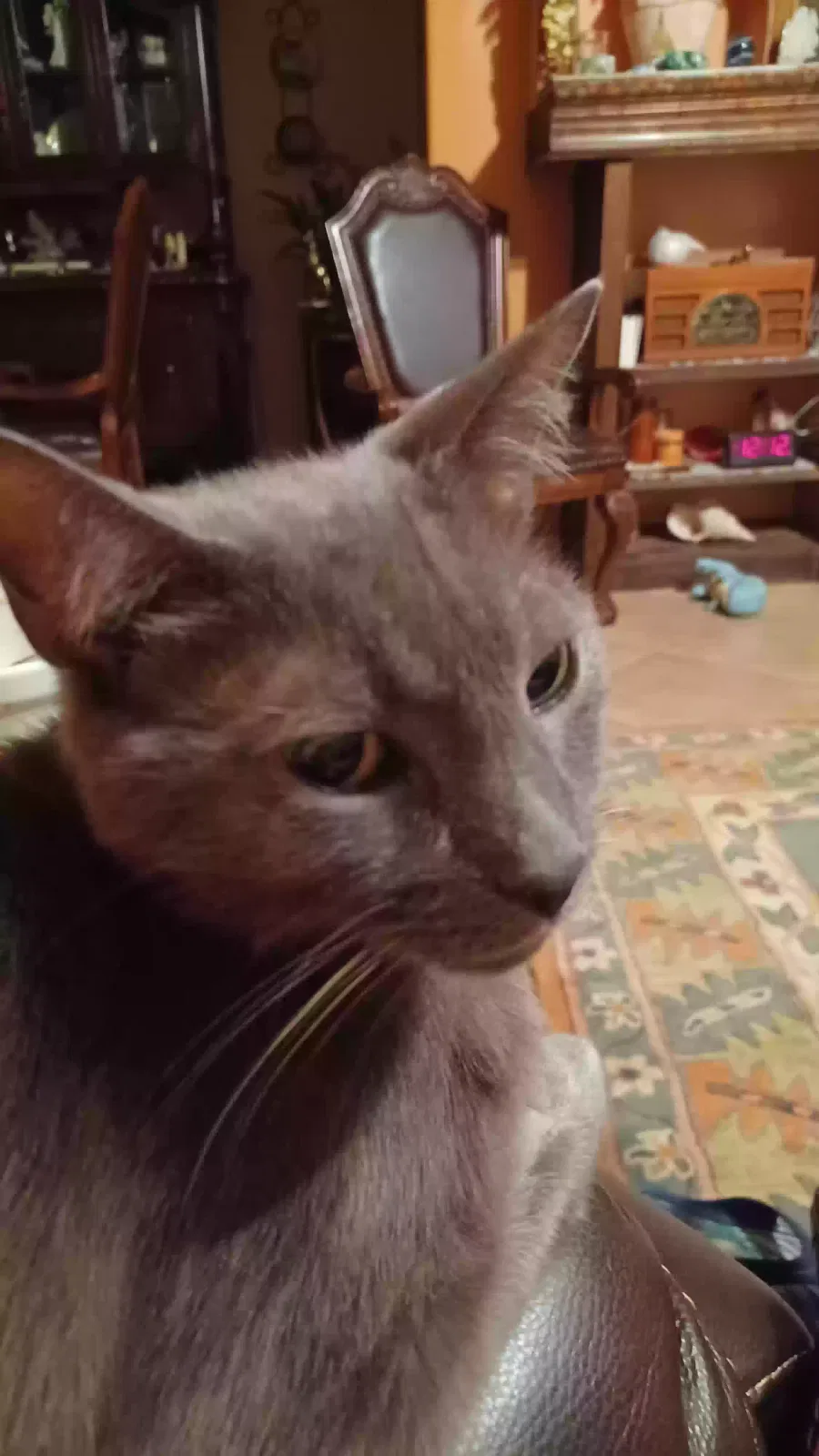 Lost cat in Glendale, AZ, 85308