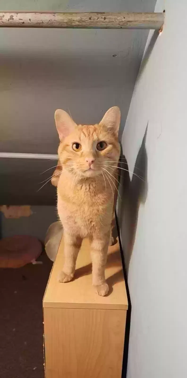 Lost cat in Erie, PA, 16504