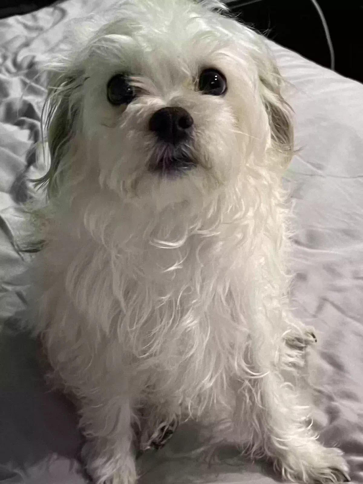 Lost dog in Scottsdale, AZ, 85257