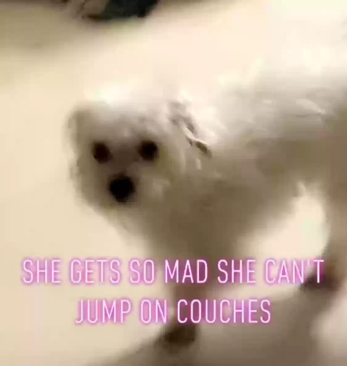 Lost dog in Scottsdale, AZ, 85257
