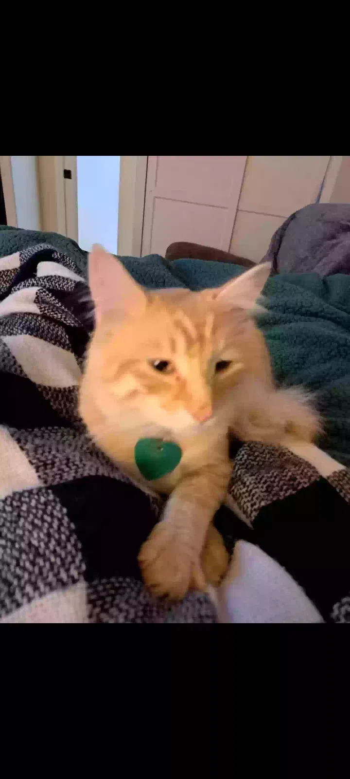 Lost cat in Whittier, CA, 90601
