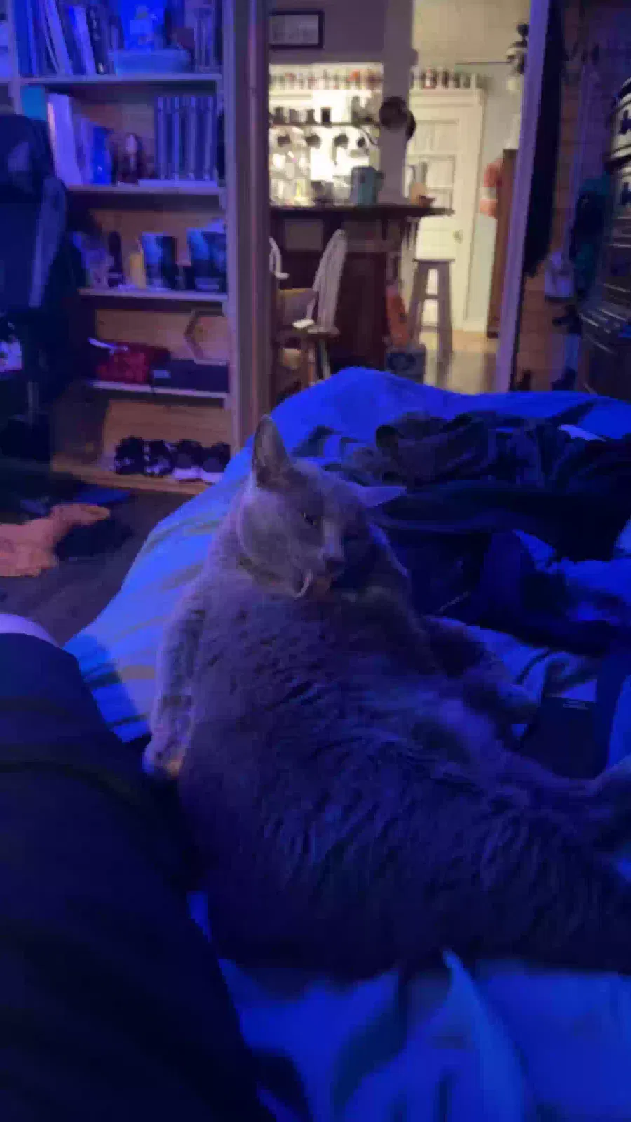 Lost cat in Ponchatoula, LA, 70454