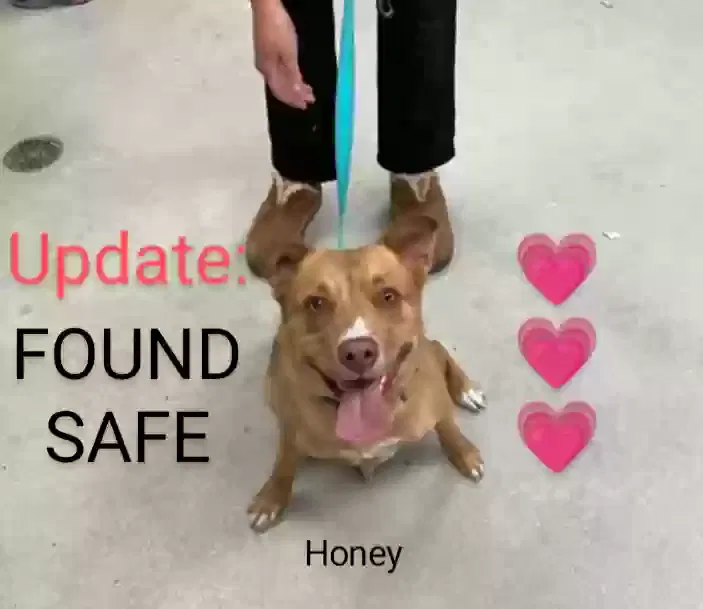 Found dog in Rockford, IL, 61102