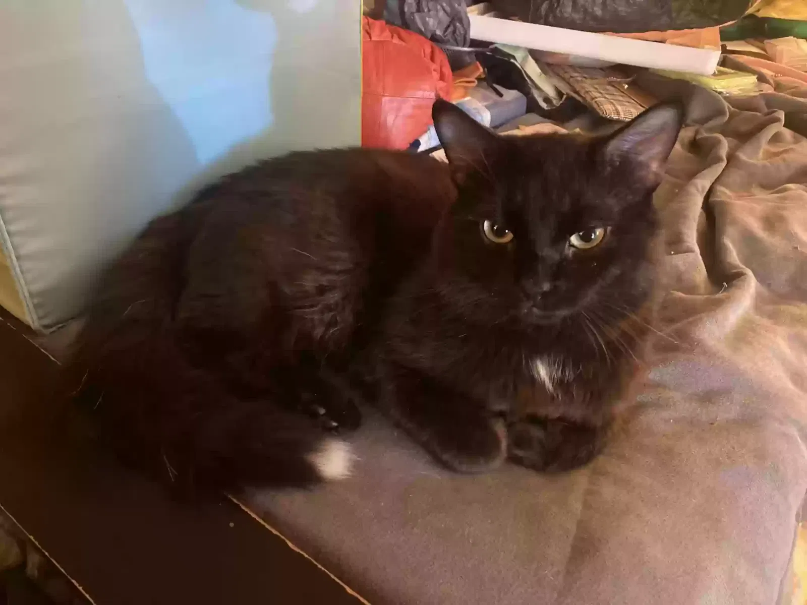 Lost cat in Tucson, AZ, 85715