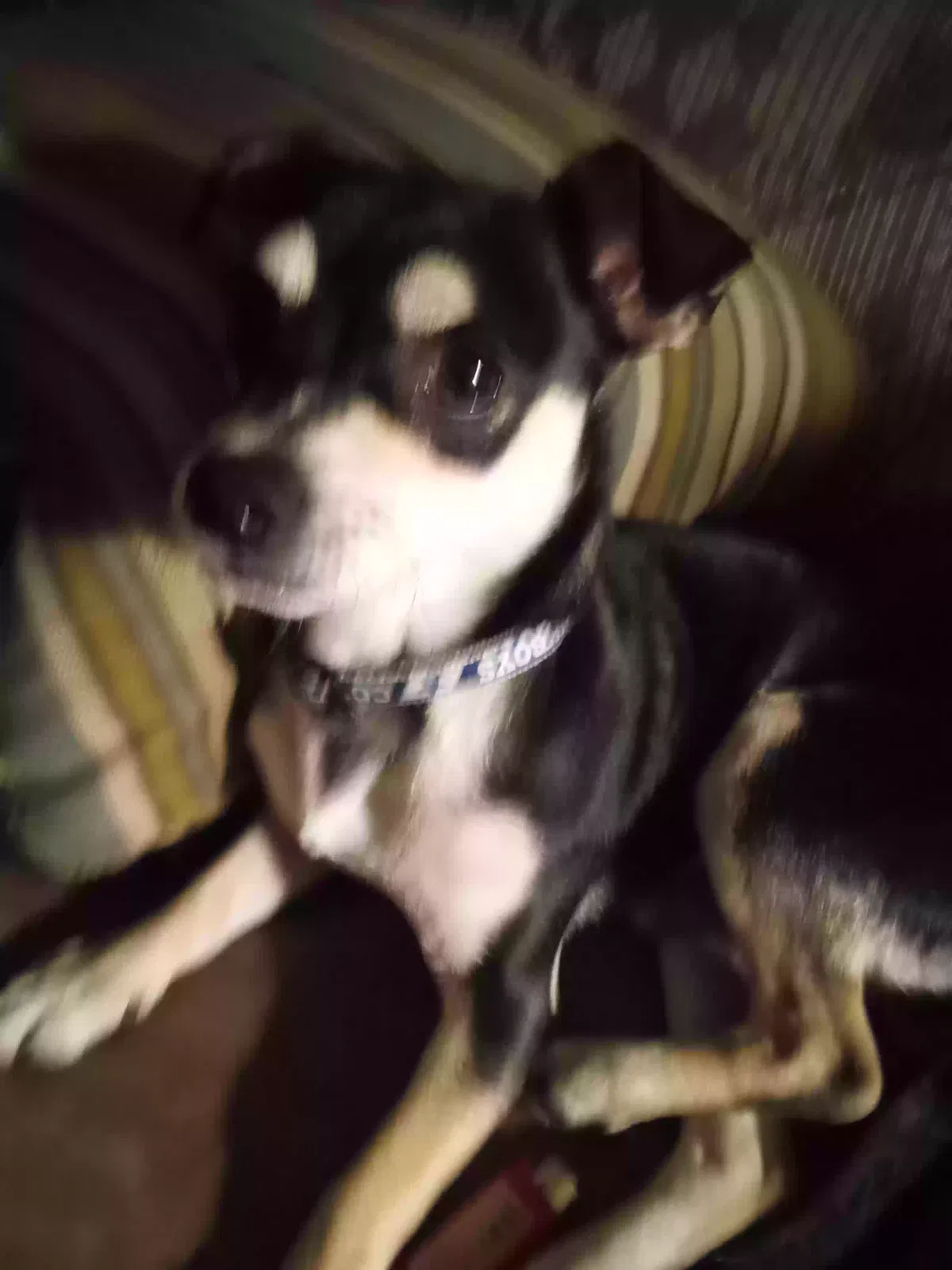 Lost dog in La Puente, CA, 91744