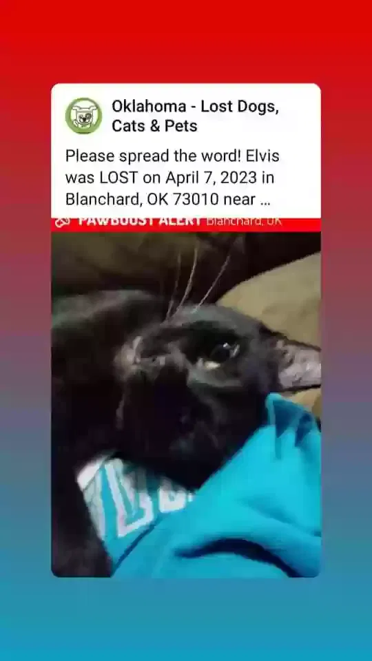 Lost cat in Blanchard, OK, 73010