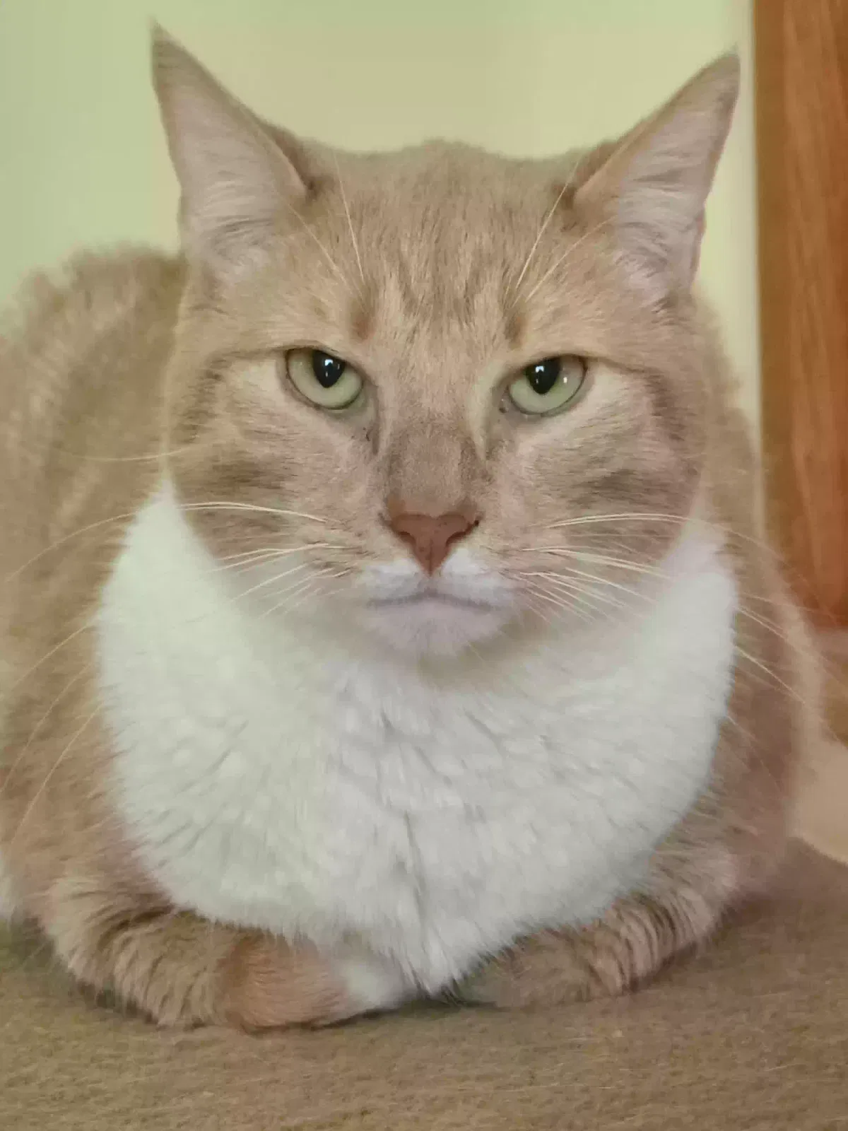 Lost cat in Annandale, NJ, 8801