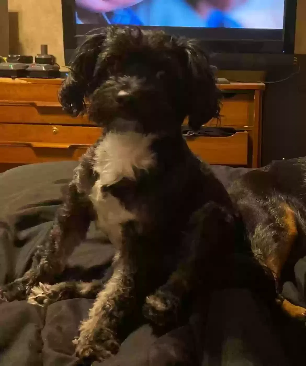 Lost dog in Greenville, TX, 75402