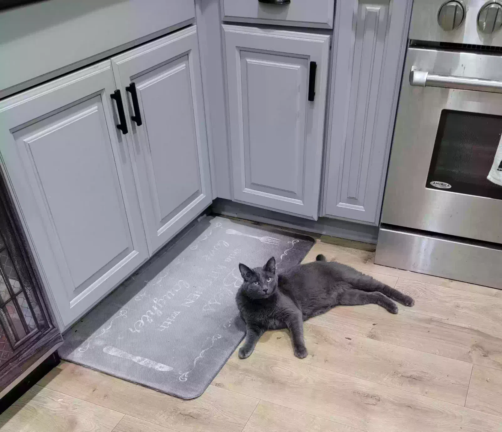 Lost cat in Summerville, SC, 29483