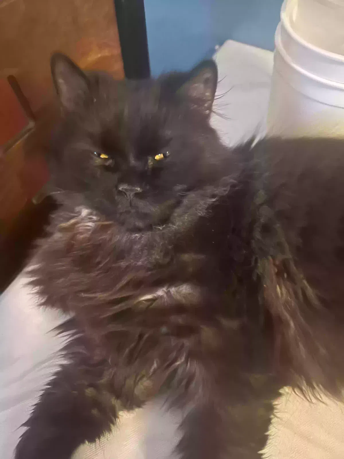 Lost cat in Ridgewood, NY, 11385