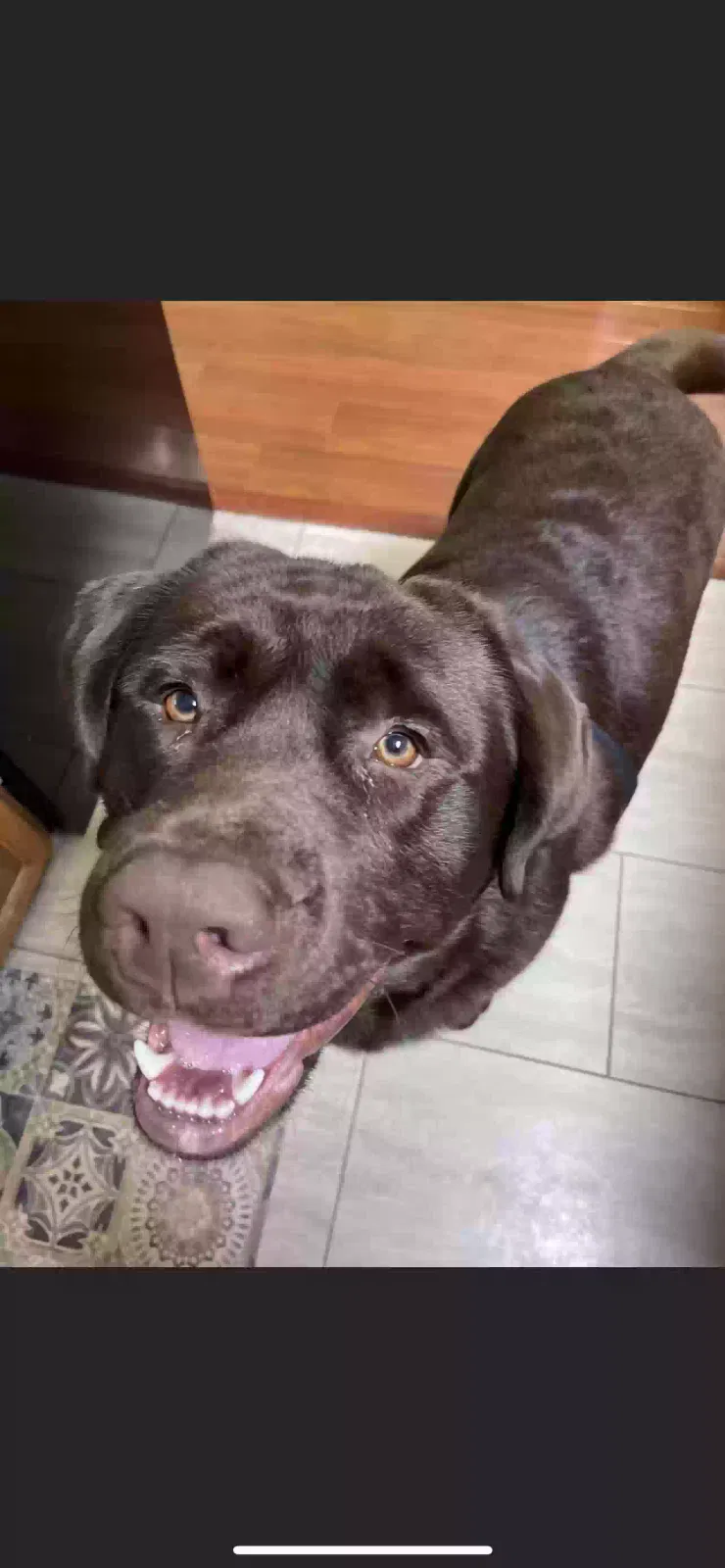 Lost dog in Lakeland, FL, 33813