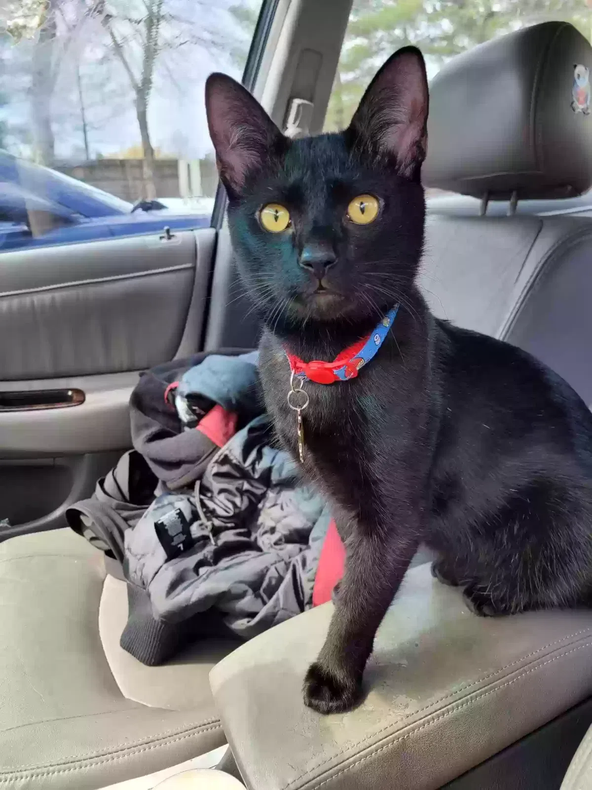 Lost cat in Oak Ridge, TN, 37830