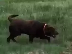 Found Dog